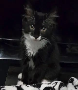 Nico3
