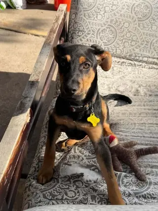 Spock Vulcan