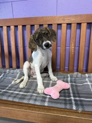 **PENNY**