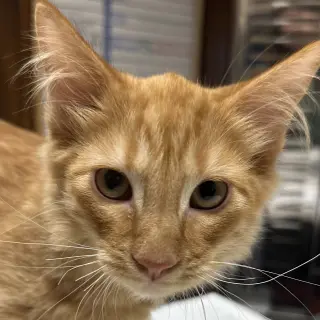 Reggie
