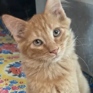 Reggie