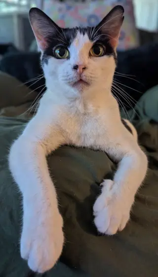 Mew-Mew
