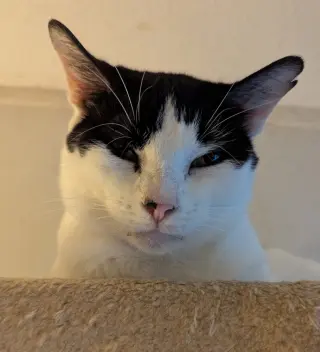 Mew-Mew