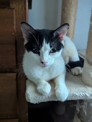 Mew-Mew
