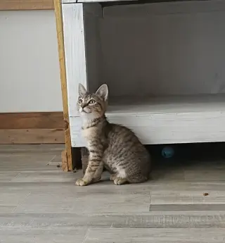 Tater Tot