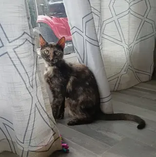 Miss Calico