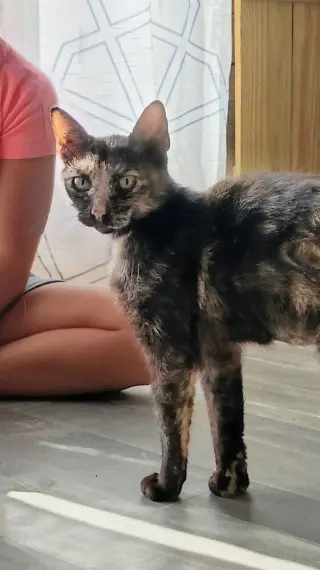 Miss Calico