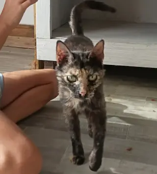 Miss Calico