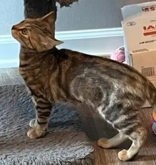 KITTEN SHILO
