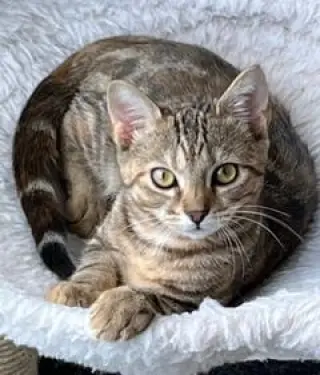 KITTEN SHILO