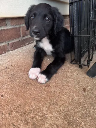 Bolo