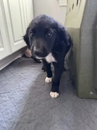 Bolo