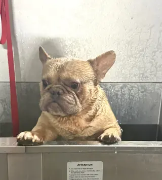 Guido