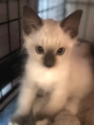 Runty