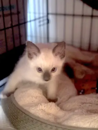 Runty