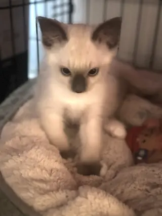 Runty