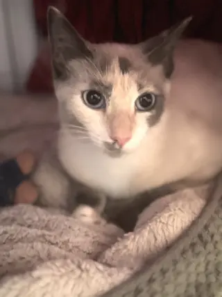 Bambi