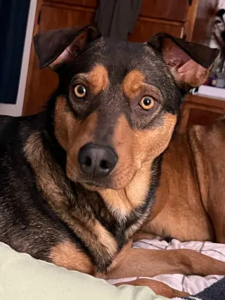 Buster Brown