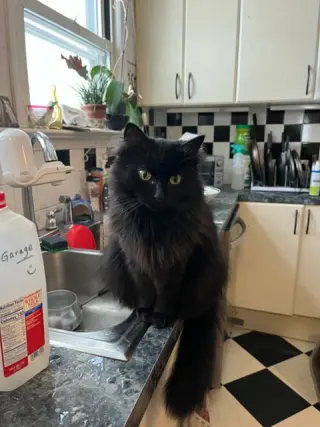 Ebony