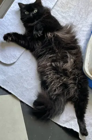 Ebony