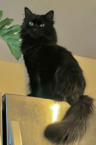 Ebony
