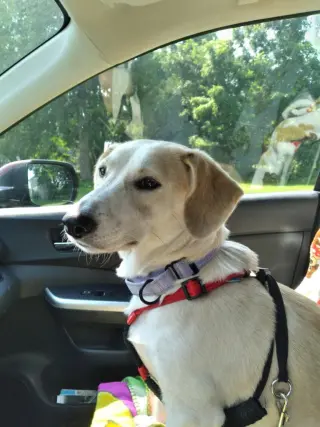 Betsy