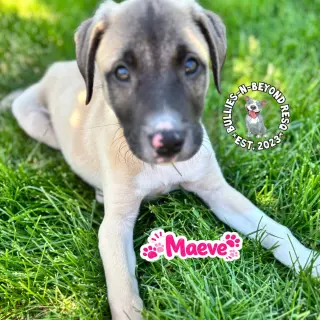 The M Litter; Maeve