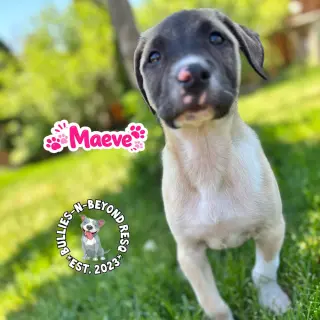 The M Litter; Maeve