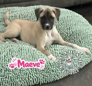 The M Litter; Maeve