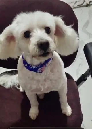 Bonnie