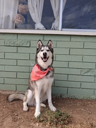 Cody