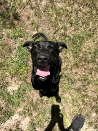 DeLucaser / Goober