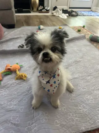 Cooper