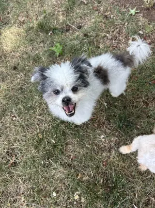 Cooper