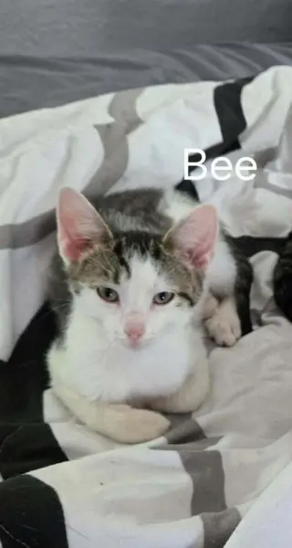 Bee