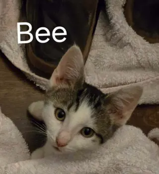 Bee