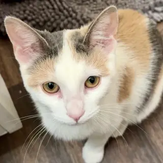 Rhaenyra (Athena)