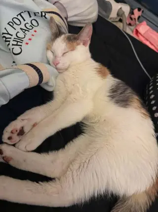 Rhaenyra (Athena)