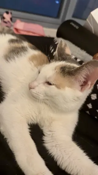 Rhaenyra (Athena)