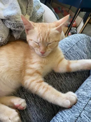 Wally