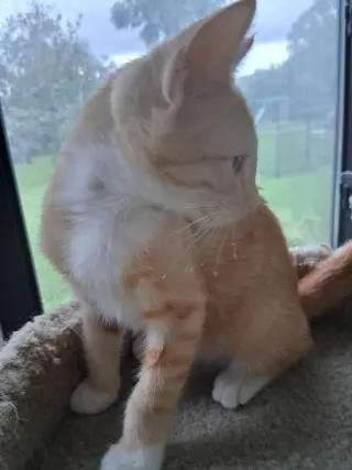 Orange Zest