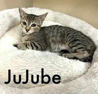 Jujube