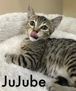 Jujube