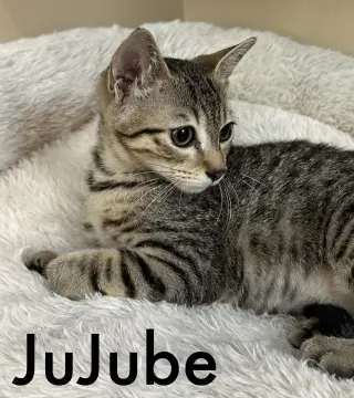 Jujube