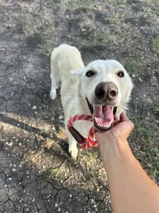 Dulce