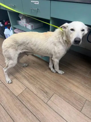 Dulce