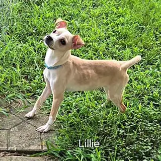 Little Lillie
