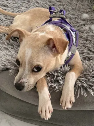 Little Lillie