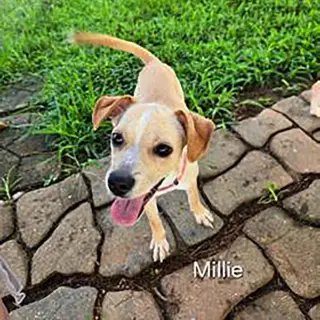 Little Millie