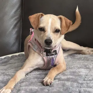 Little Millie